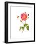 Rose with Bee, 2014-John Keeling-Framed Giclee Print