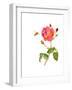 Rose with Bee, 2014-John Keeling-Framed Giclee Print