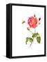 Rose with Bee, 2014-John Keeling-Framed Stretched Canvas