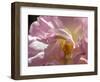 Rose with caterpillar inside, Santa Fe, New Mexico-Maresa Pryor-Framed Photographic Print