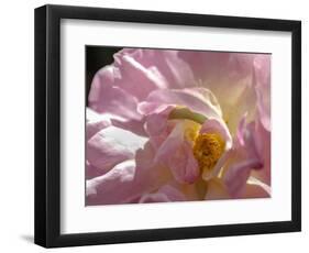Rose with caterpillar inside, Santa Fe, New Mexico-Maresa Pryor-Framed Photographic Print