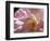 Rose with caterpillar inside, Santa Fe, New Mexico-Maresa Pryor-Framed Photographic Print