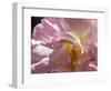 Rose with caterpillar inside, Santa Fe, New Mexico-Maresa Pryor-Framed Photographic Print