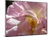 Rose with caterpillar inside, Santa Fe, New Mexico-Maresa Pryor-Mounted Photographic Print