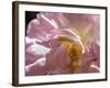 Rose with caterpillar inside, Santa Fe, New Mexico-Maresa Pryor-Framed Photographic Print