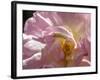 Rose with caterpillar inside, Santa Fe, New Mexico-Maresa Pryor-Framed Photographic Print