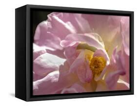 Rose with caterpillar inside, Santa Fe, New Mexico-Maresa Pryor-Framed Stretched Canvas