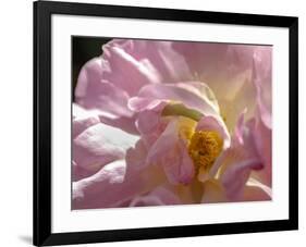 Rose with caterpillar inside, Santa Fe, New Mexico-Maresa Pryor-Framed Photographic Print