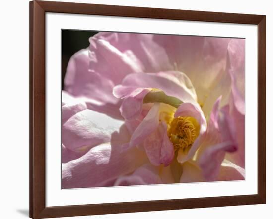 Rose with caterpillar inside, Santa Fe, New Mexico-Maresa Pryor-Framed Photographic Print