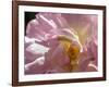 Rose with caterpillar inside, Santa Fe, New Mexico-Maresa Pryor-Framed Photographic Print