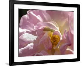 Rose with caterpillar inside, Santa Fe, New Mexico-Maresa Pryor-Framed Photographic Print