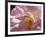 Rose with caterpillar inside, Santa Fe, New Mexico-Maresa Pryor-Framed Photographic Print