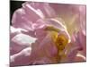 Rose with caterpillar inside, Santa Fe, New Mexico-Maresa Pryor-Mounted Photographic Print