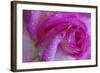 Rose with Dew Drops, Savannah, Georgia, USA-Joanne Wells-Framed Photographic Print