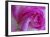 Rose with Dew Drops, Savannah, Georgia, USA-Joanne Wells-Framed Photographic Print