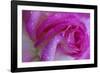 Rose with Dew Drops, Savannah, Georgia, USA-Joanne Wells-Framed Photographic Print