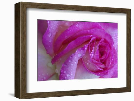 Rose with Dew Drops, Savannah, Georgia, USA-Joanne Wells-Framed Photographic Print