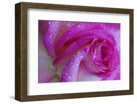 Rose with Dew Drops, Savannah, Georgia, USA-Joanne Wells-Framed Photographic Print