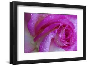 Rose with Dew Drops, Savannah, Georgia, USA-Joanne Wells-Framed Photographic Print