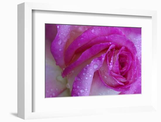 Rose with Dew Drops, Savannah, Georgia, USA-Joanne Wells-Framed Photographic Print