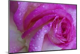 Rose with Dew Drops, Savannah, Georgia, USA-Joanne Wells-Mounted Photographic Print