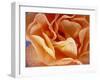 Rose with Drops of Water-Ottmar Diez-Framed Photographic Print