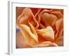 Rose with Drops of Water-Ottmar Diez-Framed Photographic Print