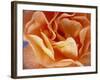 Rose with Drops of Water-Ottmar Diez-Framed Photographic Print