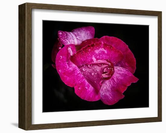 Rose with raindrops, 2021,(photograph)-Ant Smith-Framed Giclee Print