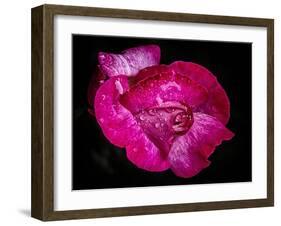 Rose with raindrops, 2021,(photograph)-Ant Smith-Framed Giclee Print