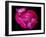 Rose with raindrops, 2021,(photograph)-Ant Smith-Framed Giclee Print