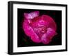 Rose with raindrops, 2021,(photograph)-Ant Smith-Framed Giclee Print