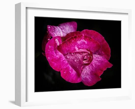 Rose with raindrops, 2021,(photograph)-Ant Smith-Framed Giclee Print