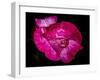 Rose with raindrops, 2021,(photograph)-Ant Smith-Framed Giclee Print