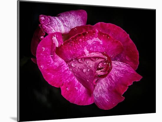 Rose with raindrops, 2021,(photograph)-Ant Smith-Mounted Giclee Print