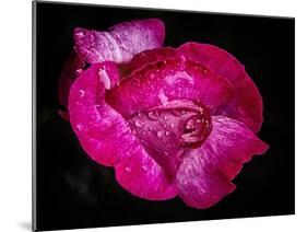 Rose with raindrops, 2021,(photograph)-Ant Smith-Mounted Giclee Print