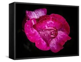 Rose with raindrops, 2021,(photograph)-Ant Smith-Framed Stretched Canvas