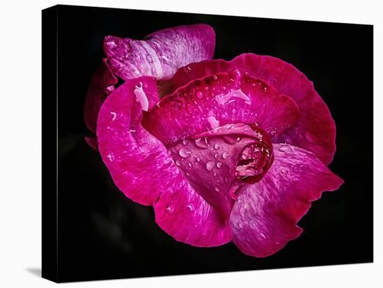 Rose with raindrops, 2021,(photograph)-Ant Smith-Stretched Canvas