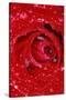 Rose with Raindrops, Manito Park, Spokane County, Washington, USA-Charles Gurche-Stretched Canvas