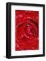 Rose with Raindrops, Manito Park, Spokane County, Washington, USA-Charles Gurche-Framed Photographic Print