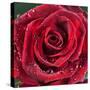 Rose with Raindrops-null-Stretched Canvas