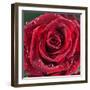 Rose with Raindrops-null-Framed Photographic Print