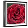 Rose with Raindrops-null-Framed Photographic Print