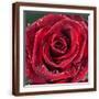 Brown Frame