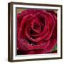 Rose with Water Drops-null-Framed Photographic Print