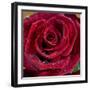 Rose with Water Drops-null-Framed Photographic Print