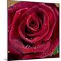 Rose with Water Drops-null-Mounted Photographic Print