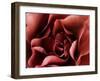 Rose-Christian Sarramon-Framed Art Print