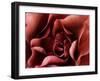 Rose-Christian Sarramon-Framed Art Print