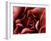 Rose-Christian Sarramon-Framed Art Print